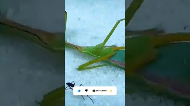 This is how ants attacks their pray Ants Vs mantis