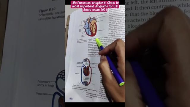 Life Processes Chapter 6 class 10 Biology NCERT specially for U.P Board exam 2024 #upboard2024 #bio