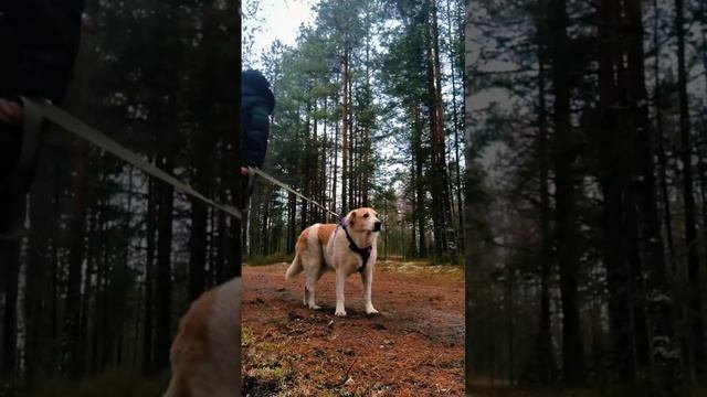 Беладонне прописали танцы!