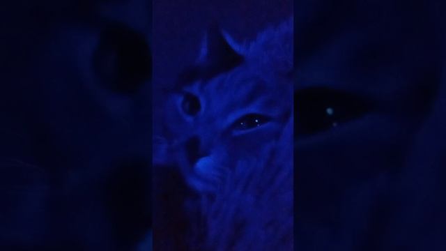 ИИИИИ😍❤️😍.. ССЫЛКА НА ТГ https://t.me/kbdux