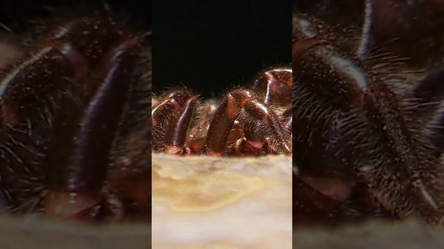 DEADLIEST VENOMOUS Spider In The World | The Sydney Funnel-Web