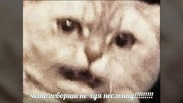 жоские мемы чисто пор*жять