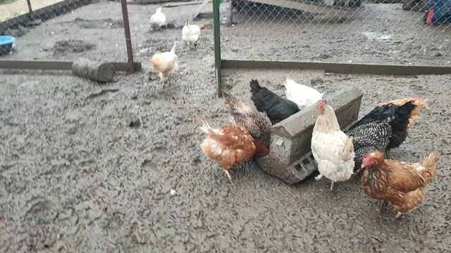 Не разжиреют ли куры, если они так много кушают, как у меня? 🤔
