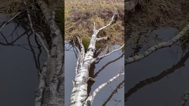 По поваленной берёзе через речку