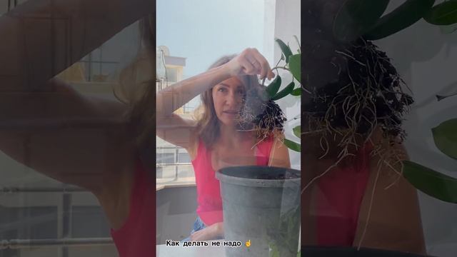 Пересадили растение, а оно начало «чахнуть» 😱