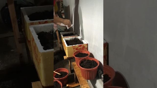 Hạt Giống Rau Cải Ăn Non, Gói 20g, Dễ Trồng Quanh Năm, Nảy Mầm Cao,  Năng Suất Cao R05