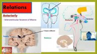 Thalamus | | Gross Anatomy of the thalamus| | Diencephalon Part 1a