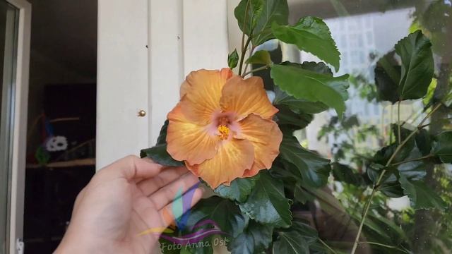 Golden Cappuccino #Российскаяселекция  #Гибискус #hibiscus #GeraGibis #герагибис #цветымосква