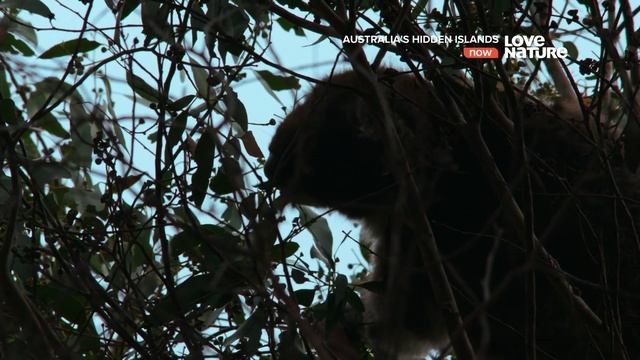 Скрытые острова Австралии (Australia's Hidden Islands) (2017). 2/4.Остров Кенгуру