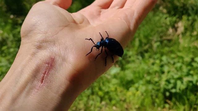 60 сек. Не бойся общатся с природой. Знакомство с жуком путишествиником.
