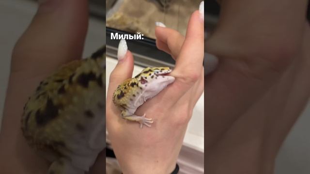 Милый Тэд