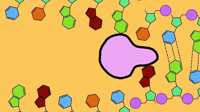 Nucleic acids and DNA replication