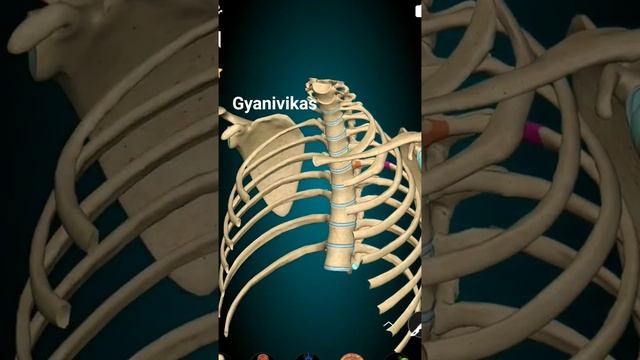 hath kaise ghumta h ,kam kaise krta h#shoulder bone#A$p
