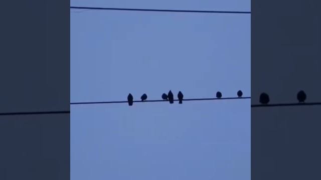 бачи-юрт