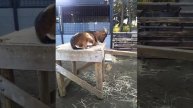 やぎ7