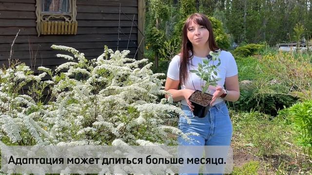 Как выбрать саженец метельчатой гортензии? Адаптация годовалого саженца. Правила #гортензии #цветы