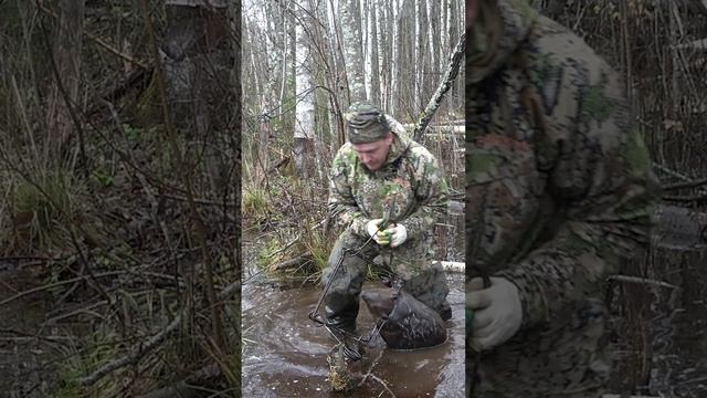 Бобр в капкан