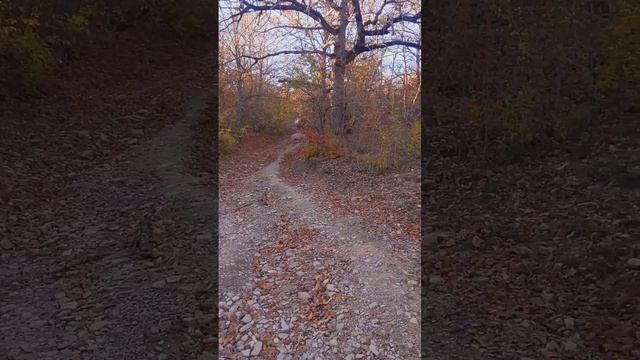 БЕССТЫЖИЕ СВИНЬИ В КРЫМУ 😱😱😱 Мы не ожидали ТАКОГО УВИДЕТЬ!!! #крым #2024 #осень