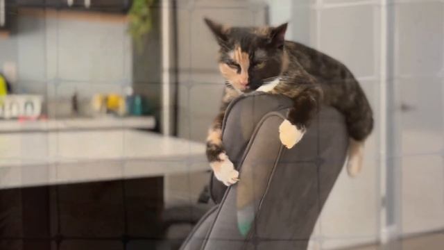 why is a cat's body so flexible?