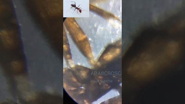 AP MICROSCOPE 5.2#microscope #microccopvideo#howtomicroscop#video#