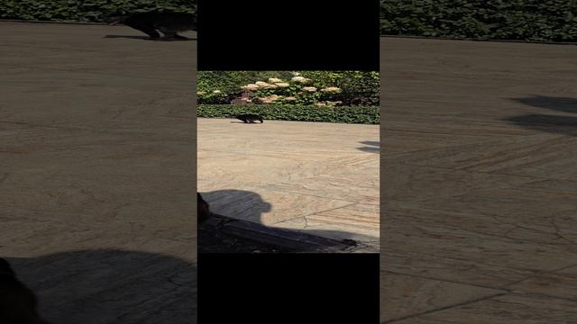 1000005971.mp4
