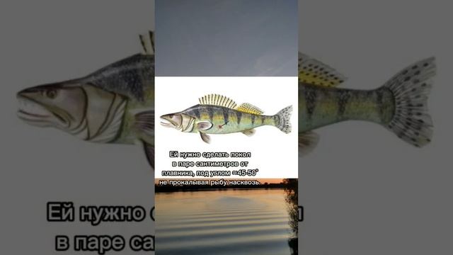 что такое физзинг? #рыбалка #окунь