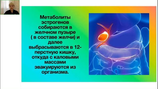 Печень и эстрогенизм