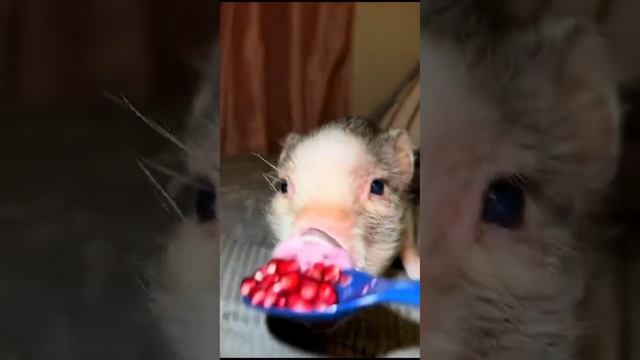 Наш будущий кормилец