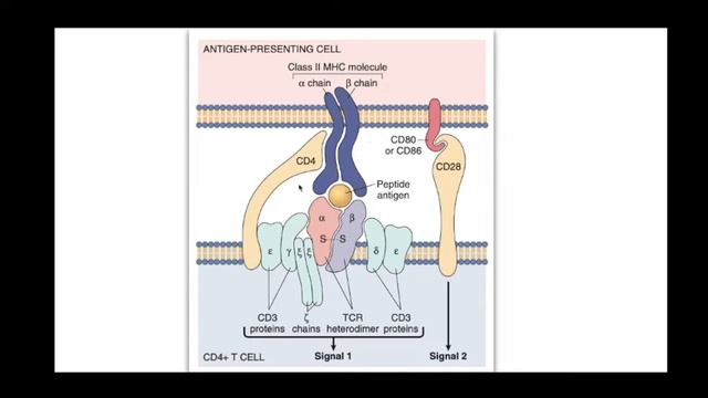 T CELL RECEPTOR #immunology #medical #mbbs