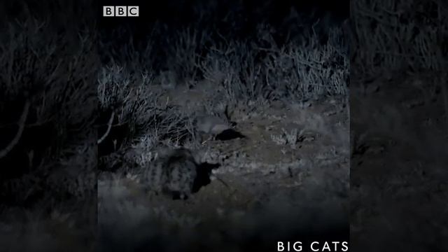 BBC Earth Big Cat