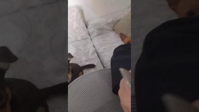 Пёс Дени на обеде