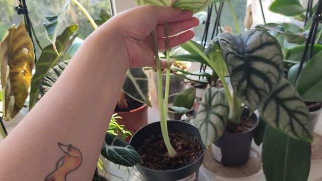Мои орхидеи и алоказии😁🌿Смена обстановки😄Орхидеи Surf Song, OX Red Sesame, I-Hsin Sesame, Oxford🌺☺
