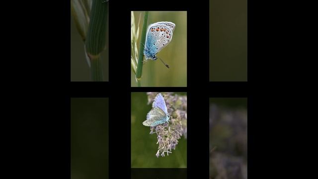 MARIPOSAS hermosas