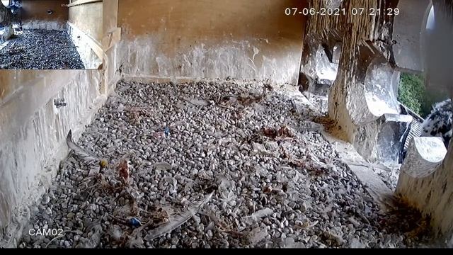 Liverpool Peregrine Project early June. (This contains video of falcons eating other birds.)