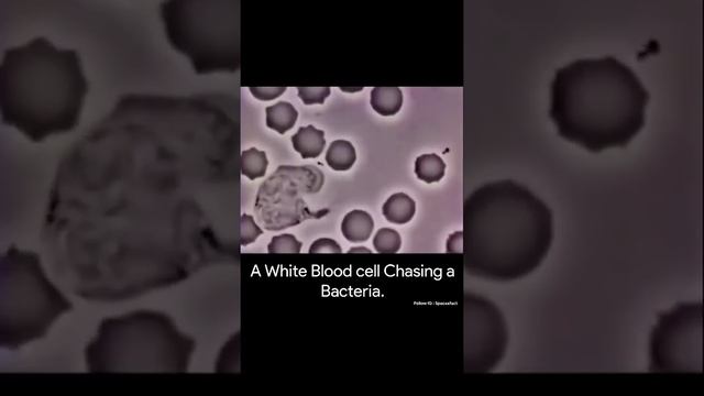 Phagocytosis By WBC