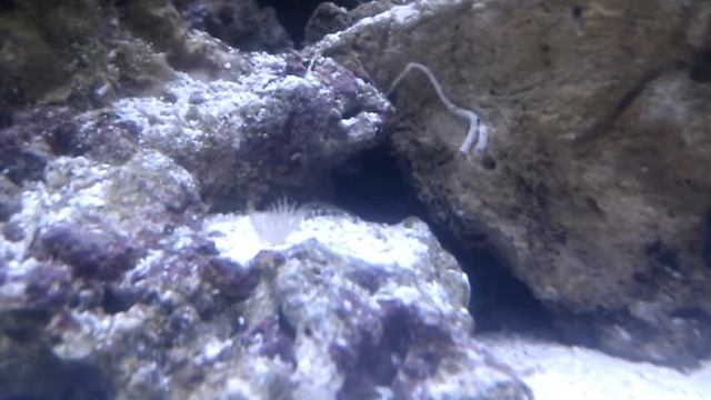 Tube worm feeding.