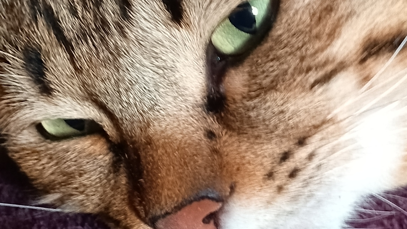 Обзор на Базю