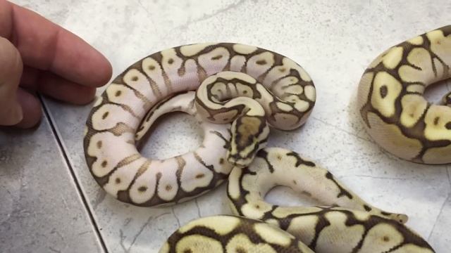 Leopard Spider x Lesser clutch update!
