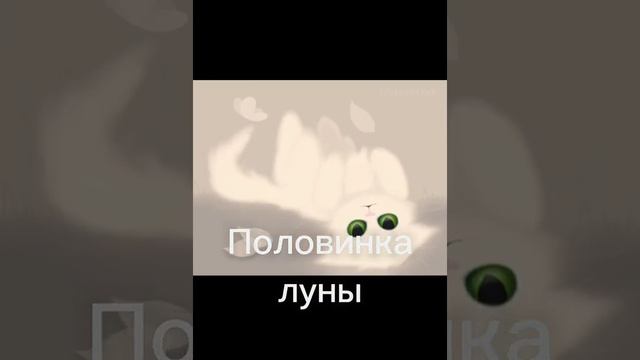 топ 5 самых красивых котов воителей (моё мнение) 2 часть