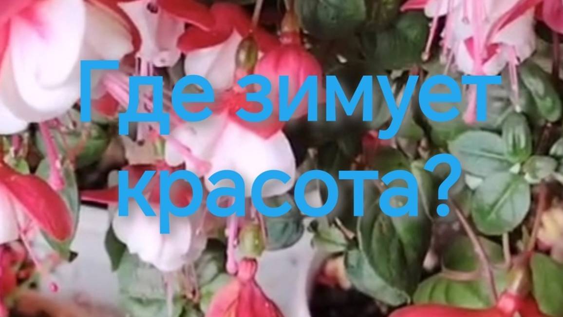 Все цветы объявили мне забастовку! Где будут зимовать красавицы гортензии/ фуксии/бегонии/пеларгонии