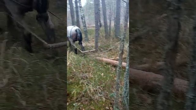 тралевка леса из болота