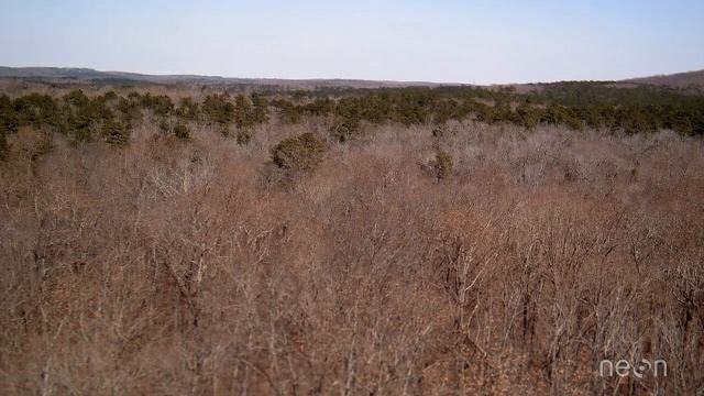 Measuring Plant Phenology from Ground to Space