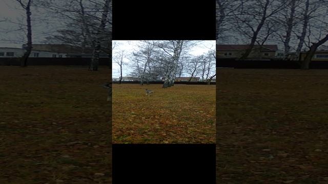 VID_20241031_121722