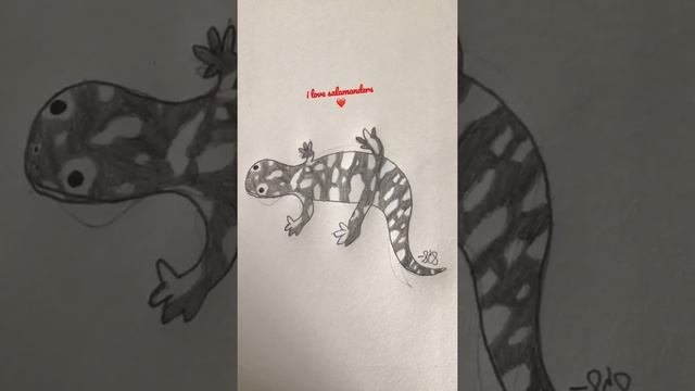 tiger salamander ❤️