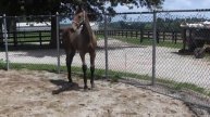 2013 AWR Filly - Wise Investment x IA 08 01 13