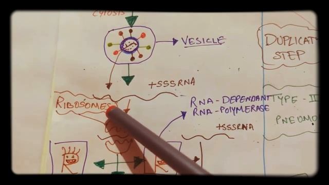 JANIYE CORONA VIRUS || REPLICATION PROCESS IN HUMAN BODY.