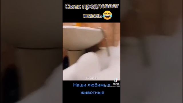 Видео не моё, но смешно 🤣🤣🤣#животные #юмор #смехдослез