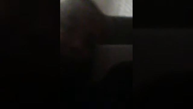 Мои животные просто класс да