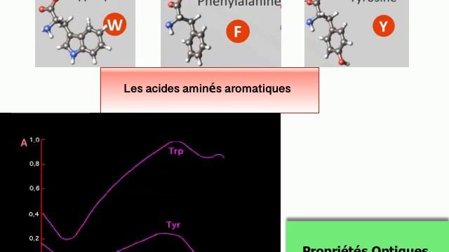 Les acides aminés Part 2