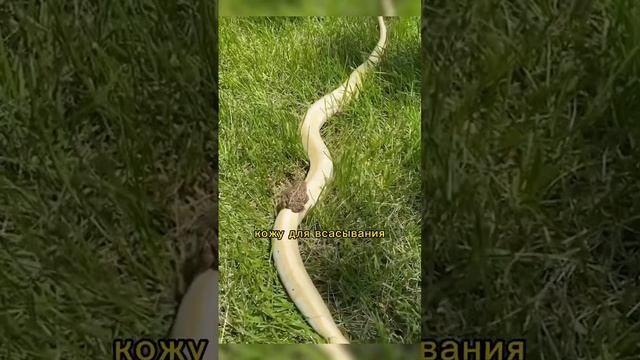 Лягушки пьют воду ногами?🤯